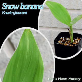 斑入りスノーバナナ 苗[希少熱帯植物]Ensete glaucum Variegated