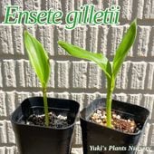 󥻥ơåƥ [Ǯӿʪ]Ensete giletii