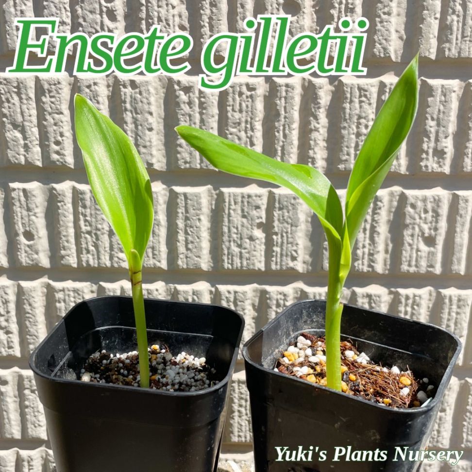 エンセテ・ジレッティー 苗[希少熱帯植物]Ensete giletii