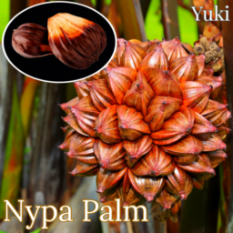 ニッパヤシ 種子[食用ヤシ]Nypa fruticans/9月上旬発送