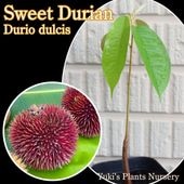 ドリアン激レア品種Durio Kutejensis 苗 ドリアン激レア品種Durio Kutejensis 苗 ドリアン激レア品種Durio