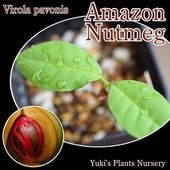  [ХХ](ޥ󡦥ʥĥᥰ) Pirola pavonis