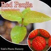 åɡѥ [ǮӲ̼]Eugenia cribrata