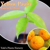 ѥ [ǮӲ̼]Eugenia cribrata