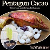ڥ󥿥󡦥 [ǮӲ̼]Theobroma cacao form. pentagonum