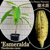 熱帯果樹苗種子販売・通販ならユーキーズ
