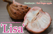 åɥƥ [ʼ:ꥵ]  x åɥ奬åץ Annona x atemoya 'Lisa'