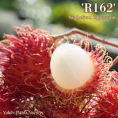 リクエスト出品 gyjx7583 ヒツジグサ赤蕊2株 リクエスト出品