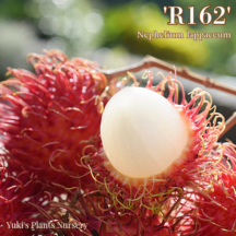 ランブータン 種子[品種:R162]Nephelium lappaceum 'R162'
