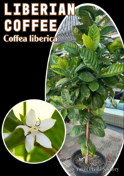 開花済み リベリカ・コーヒーノキ 大苗[有用植物/ドリンクの原料]Coffea liberica/予約商品:生産完了次第発送