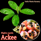  [ǮӲ̼]Blighia sapida