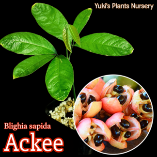 アキー 苗[熱帯果樹]Blighia sapida