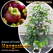 ޥ󥴥 ()[ڥ뾦]Garcinia mangostana