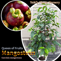 マンゴスチン 接木苗(大苗)[スペシャル商品]Garcinia mangostana