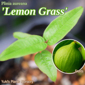 ۥ磻ȥܥ [ʼ:󥰥饹] Plinia aureana 'Lemon Grass'