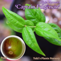 ジャボチカバ 苗[品種:キャプテン・フルジェンシオ]プリニア・コロナタ Plinia coronata 'Captain Flugencio'