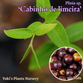 ܥ [ʼ:ӥΡǡᥤ]Plinia sp. 'Cabinho de Limeira'