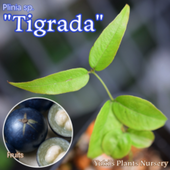 ܥ [ʼ:ȥ饤]Plinia sp. Tiger stripe