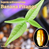 Хʥʡԥ /桼˥󥹥ݥե/Eugenia anthropophaga