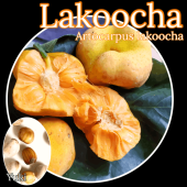 饳å(饯ѥΥ,󥴥ѥΥ) [ǮӲ̼]Artocarpus lakoocha