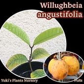 ٥󥰥ƥեꥢ(ԥ) [ȥԥե롼]Willughbeia angustifolia