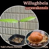 ٥辰󥷥 [ȥԥե롼]Willughbeia sarawakensis