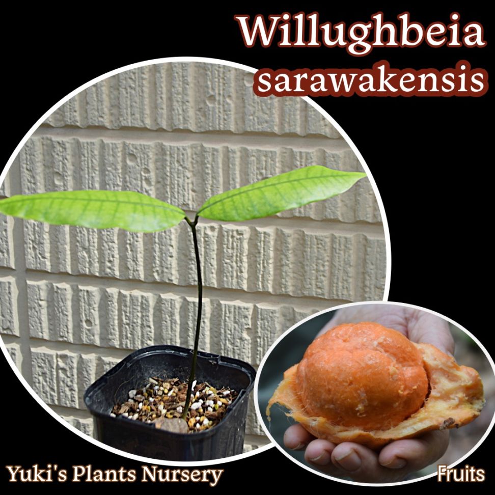 ウィルベイア・サラワケンシス 苗[トロピカルフルーツ]Willughbeia sarawakensis