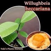 ٥٥åꥢ(ԥå) [ȥԥե롼]Willughbeia beccariana