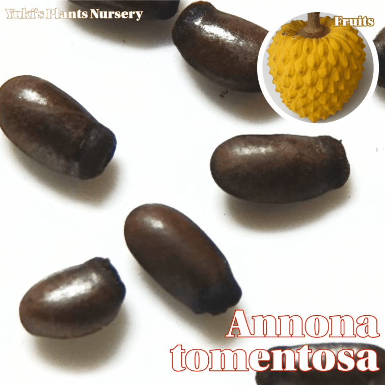 アンノナ・トメントサ 種子[希少熱帯果樹]Annona tomentosa