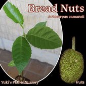 ֥åɡʥå [ǮӲ̼]Artocarpus camansi