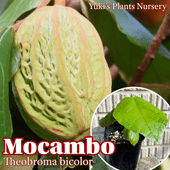 ⥭ [ǮӲ̼]Theobroma bicolor ޥ