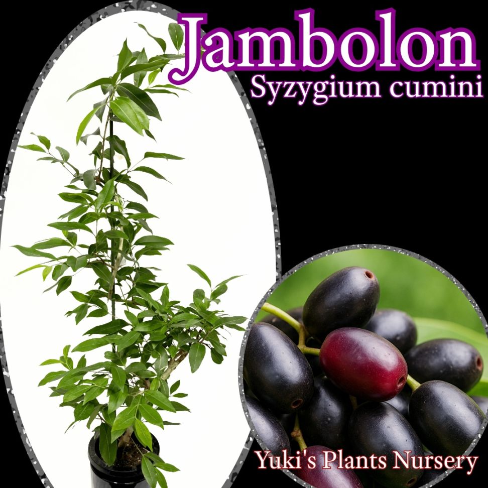 ジャンボラン（ムラサキフトモモ）取木 大苗[熱帯果樹]Syzygium cumini