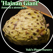 ����Υ�(���ƥ��Ȼפ���) ��� [�ʼ�:�ϥ��ʥ󡦥��㥤�����]Annona aff. atemoya