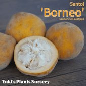 ����ȥ�(���åȥ󥭥��ǥ����ե롼��) [�ʼ�:�ܥ�ͥ�]Sandoricum koetjape