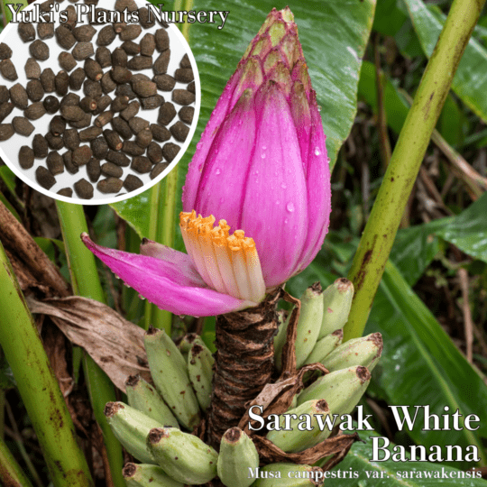 サラワク・ホワイトバナナ 種子[ワイルドバナナ]Musa campestris var. sarawakensis