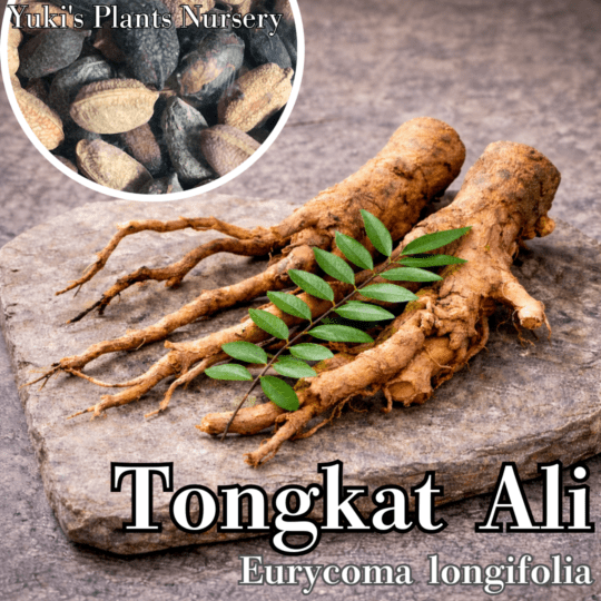 トンカットアリ 種子[薬用植物]Eurycoma longifolia