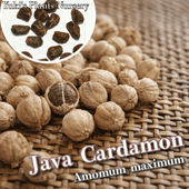 ������������ ���[���ѥ���]Amomum maximum