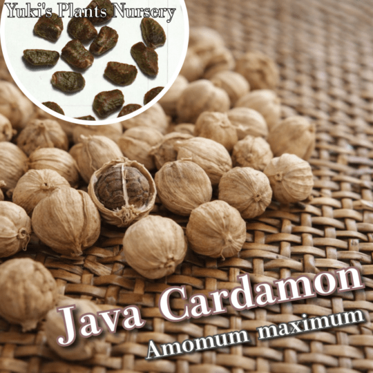 ジャワ・カルダモン 種子[スパイス]Amomum maximum