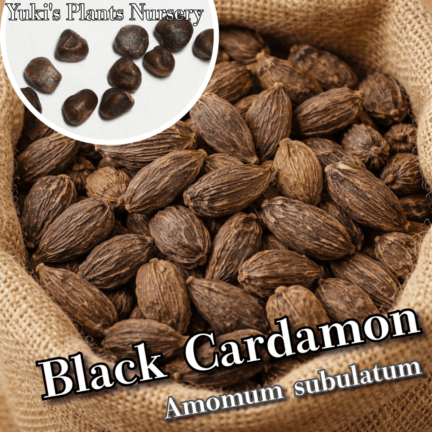 ブラック・カルダモン 種子[スパイス]Amomum subulatum