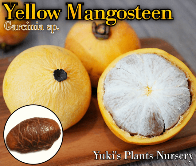 イエローマンゴスチン 種子[レアトロピカルフルーツ]Garcinia sp. 'Yellow Mangosteen'