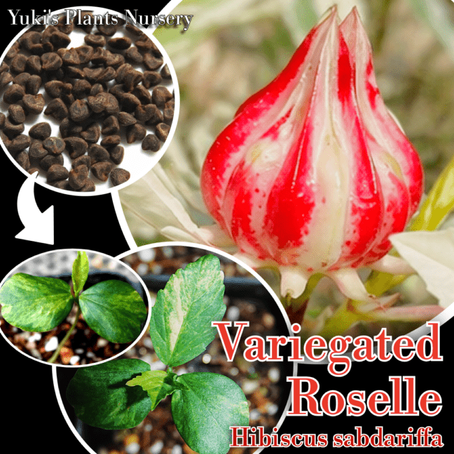 斑入りローゼル 種子[発芽&斑入り発現実験済み]Hibiscus sabdariffa 'Variegated'