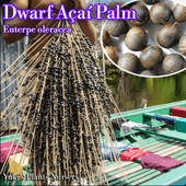 �ɥ�ա��������� ���[�ʼ�:�ѥ顦�ɥ��]Euterpe oleracea 'Para Dwarf'