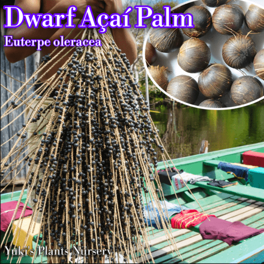 ドワーフ・アサイー 種子[品種:パラ・ドワーフ]Euterpe oleracea 'Para Dwarf'