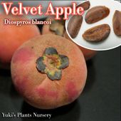�٥�٥åȡ����åץ�(������/�ӳ�) ���[�ȥ��ԥ���ե롼��]Diospyros blancoi