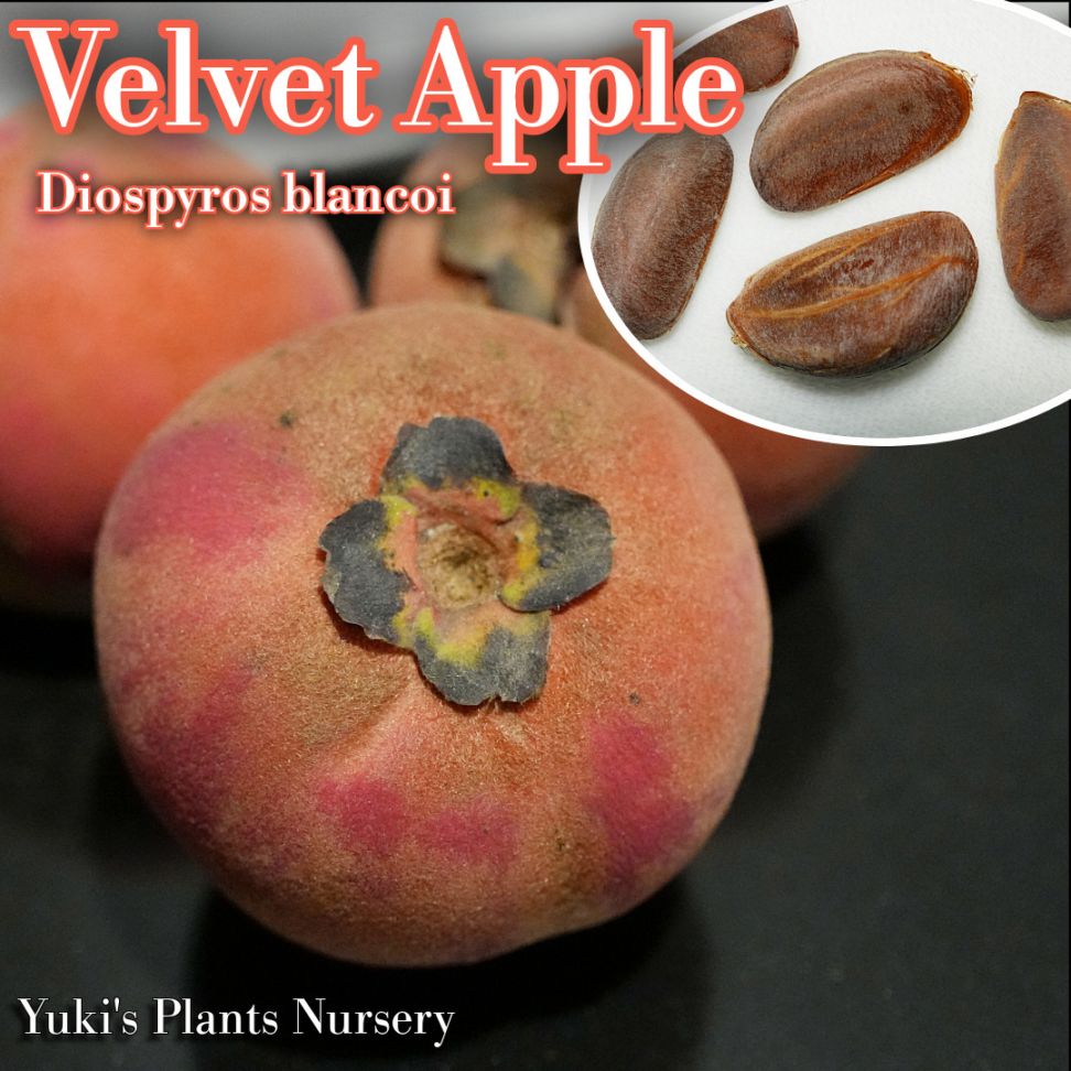 ベルベット・アップル(ケガキ/毛柿) 種子[トロピカルフルーツ]Diospyros blancoi