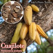 �����ҥ����� ���[�ȥ��ԥ���ե롼��]Parmentiera aculeata