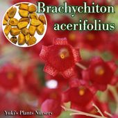 �֥饭���ȥ󡦥�����ե��ꥦ�� ���[�ܥȥ�ĥ꡼]Brachychiton acerifolius