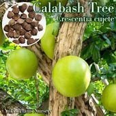����Хå��塦�ĥ꡼(�ե��٥Υ�/�ҥ祦����Υ�) ��� Crescentia cujete