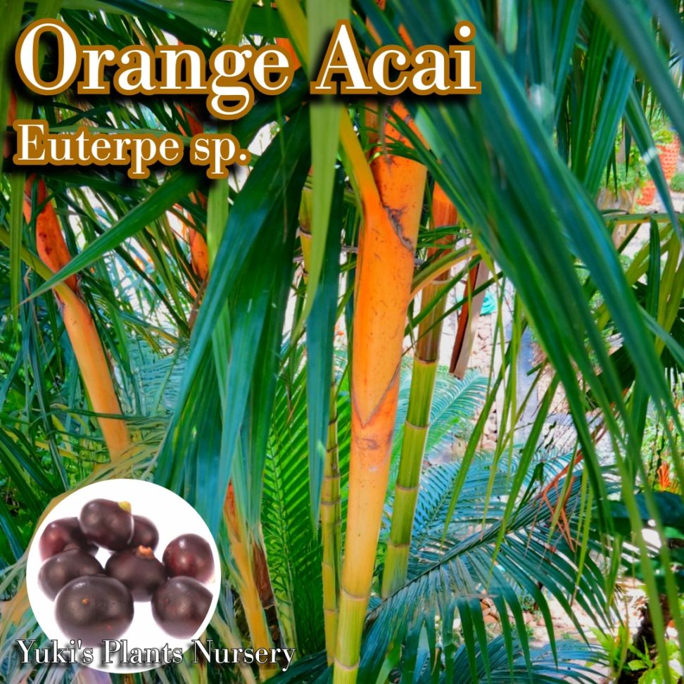 オレンジ・アサイー 種子[食用兼鑑賞ヤシ]Euterpe sp. Orange Crawnshaft