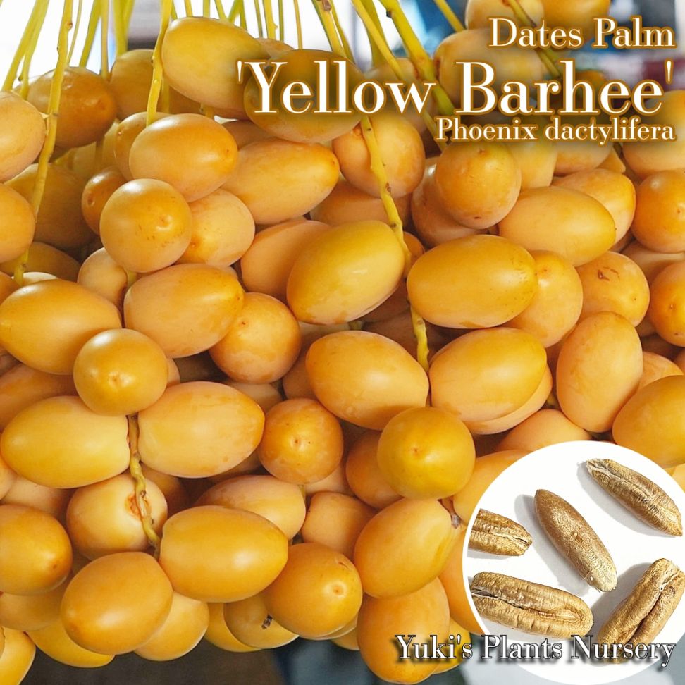 生食デーツパーム 種子[品種:イエローバリ(イエローバヒー)]Phoenix dactylifera 'Yellow Barhee'
